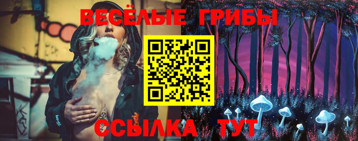 Псилоцибиновые грибы Psilocybe Новоалтайск